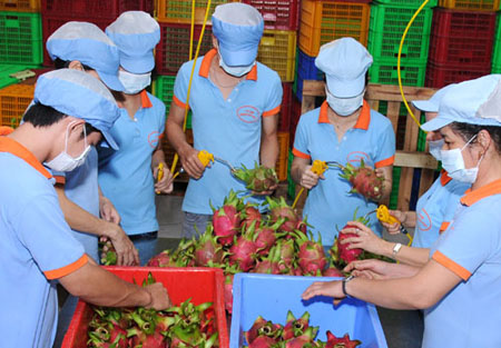 Lựa chọn thanh long xuất khẩu.